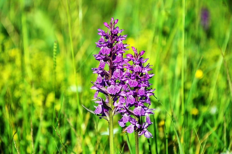 Dancing Girl Orchid