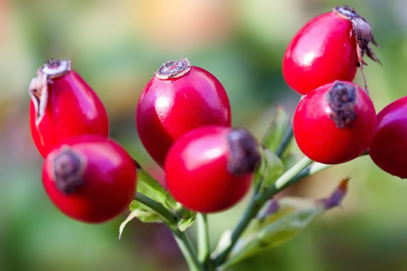Rose plant